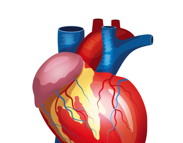 医学专业人体心脏结构素材