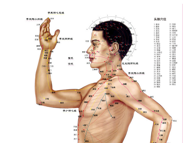 医学专业人体穴位结构素材