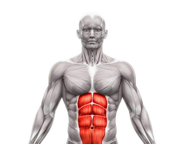 医学专业人体肌肉结构素材