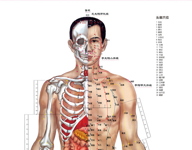 医学专业人体结构素材