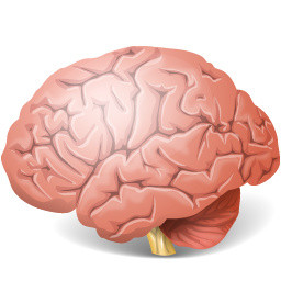 医学专业人体大脑结构素材
