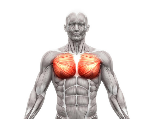 医学专业人体肌肉结构素材