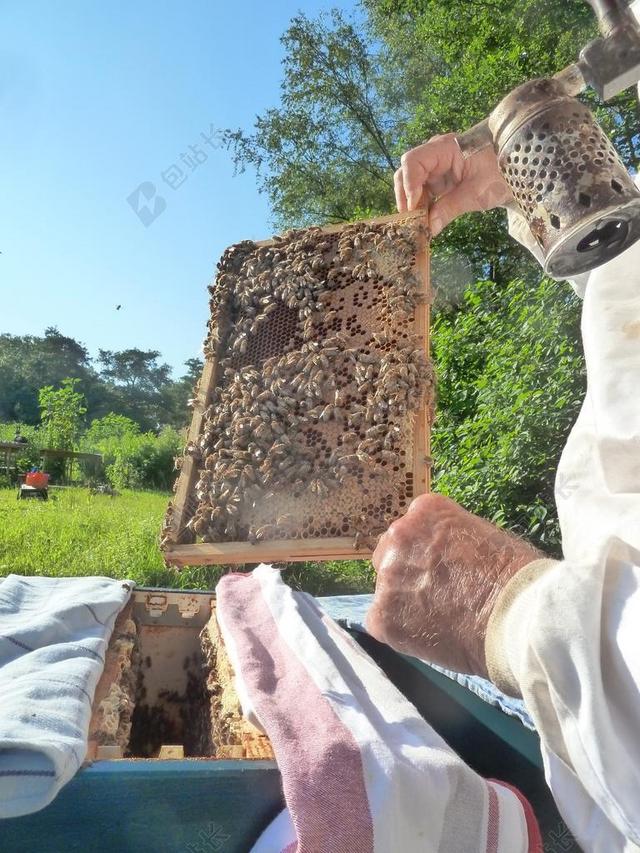 养蜂人 蜜蜂 蜂窝状 养蜂场
