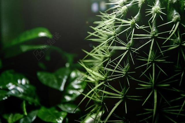 仙人球 刺 绿色 植物 摆饰 盆栽 桌面