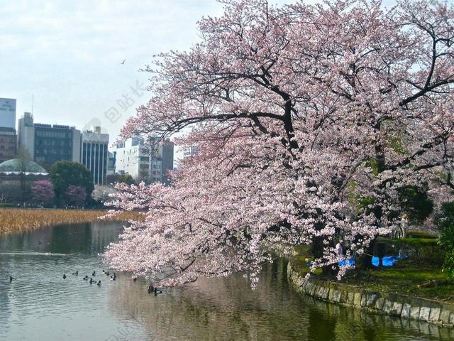户外景点美景植物河边生态樱花大树背景图片