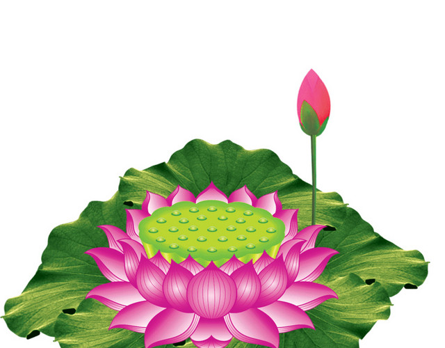 莲花