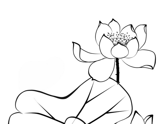 荷花