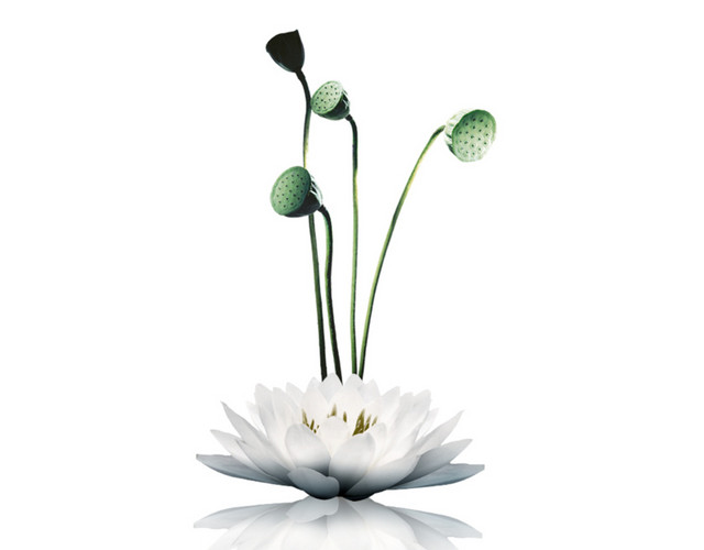 莲花