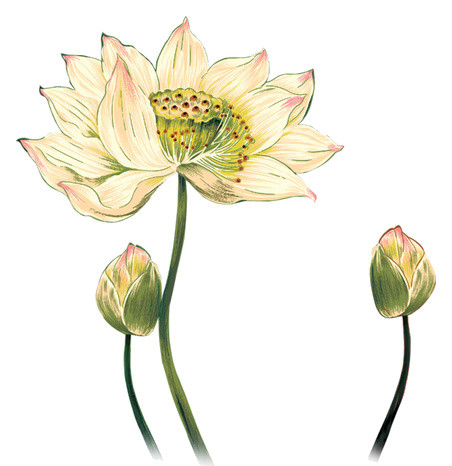 莲花