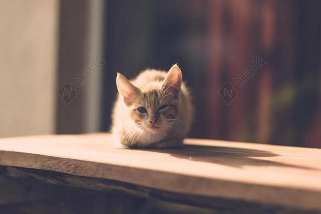 彩色动物可爱小巧木桌上趴着一只小猫猫摄影背景图片