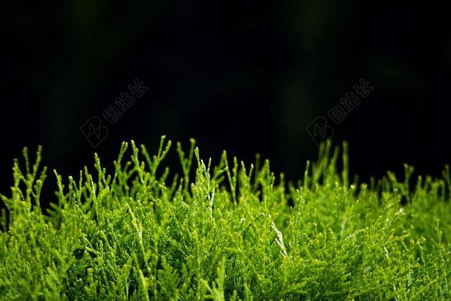 树篱 金钟柏 海岭 绿色 植物 灌木 未成年 叶子