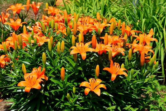 橙色植物鲜花花卉百合野外花园园林盛开背景图片