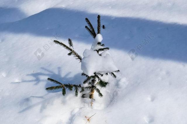 雪 云杉 树 冬天 冷 常绿 大雪 蒙古 白