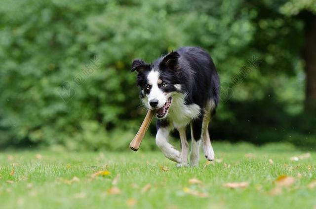 边境牧羊犬 狗啃骨头 在嘴里的骨头的狗 俏皮 草地 公园 夏季