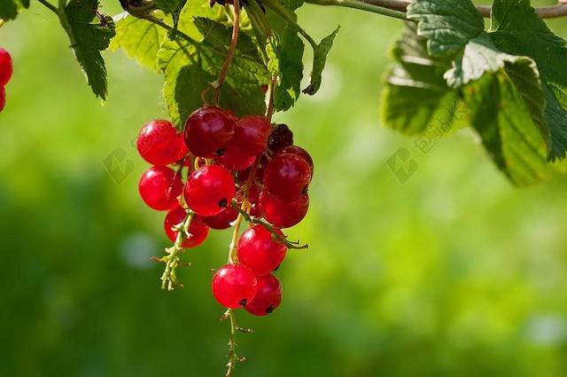 黑醋栗 红醋栗 水果 红色 软水果 花园 食品 甜 收获时间