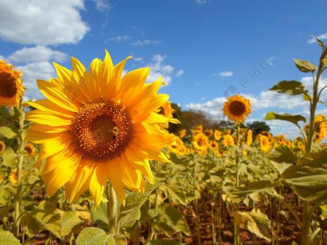 向日葵 字段 花卉 黄色