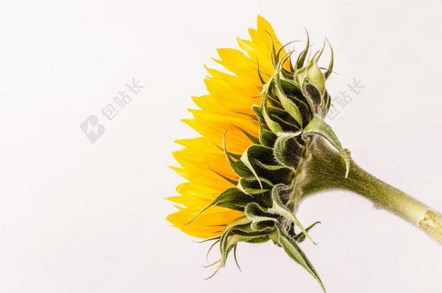 黄色植物鲜花花卉自然向日葵太阳花特写花瓣花托背景图片