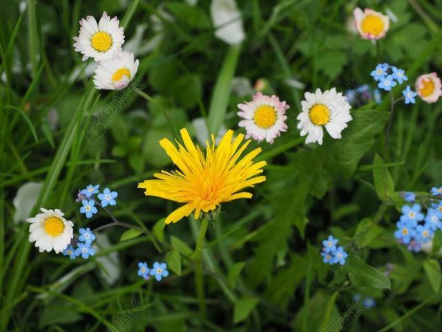 野花 草地 蒲公英 不要忘了我 黄色 蓝色 性质 花多