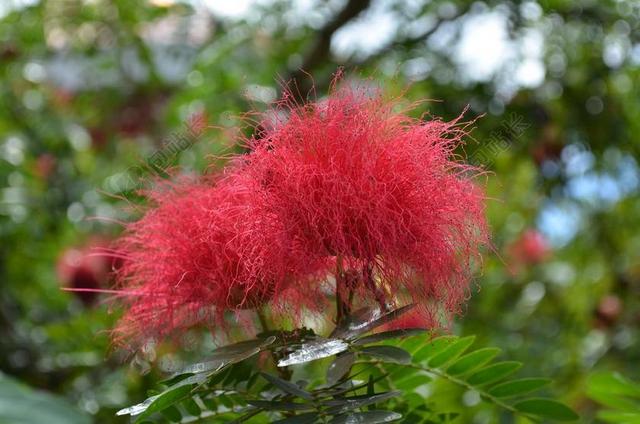 红色植物鲜花自然合欢花炸毛可爱背景图片