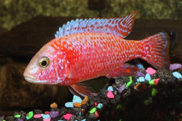 CICHLID 鱼 孔雀 草莓 红色 鳍 热带 水族馆 宠物