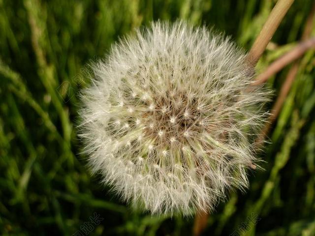 蒲公英 自然 春 花