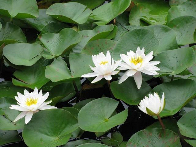 百合港口 池 湿地 自然 睡莲 水 绿色