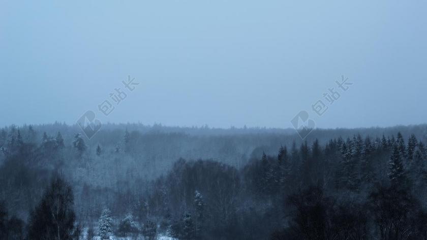 在森林里的圣诞树 性质 俄罗斯 树 冬季 弗罗斯特 桦木 树木
