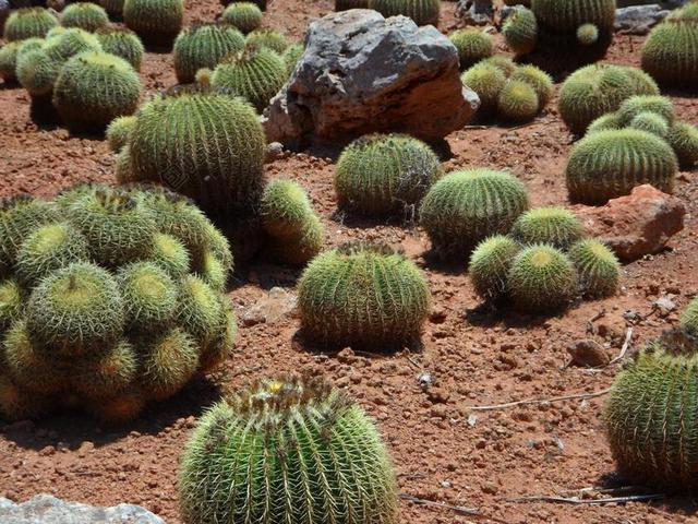 绿色植物自然沙漠仙人掌仙人球干旱背景图片