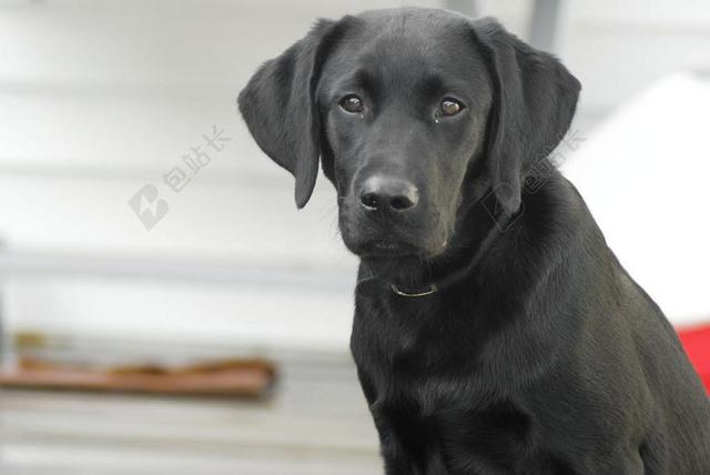 狗 拉布拉多犬 黑实验室 拉布拉多 检索器 宠物 动物 可爱