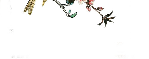 彩墨花鸟图