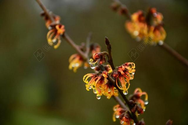 金缕 鲜花 滴 雨滴 观赏 花序 科 榛树 黄色