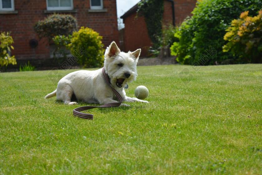 狗 狗玩 小猎犬 播放 玩耍 宠物 可爱 动物 纯繁 谱系