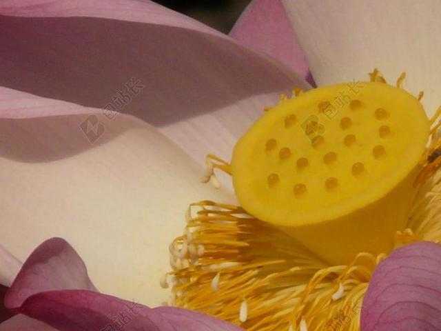 粉色植物花卉自然生长莲花黄色花蕊花心背景图片