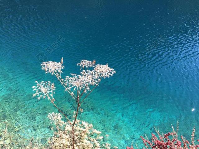 植物风景透明的池水和白色的野草背景图片