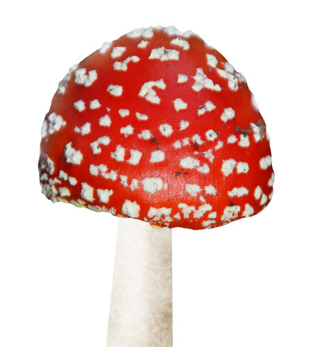 红色蘑菇
