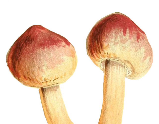 卡通蘑菇