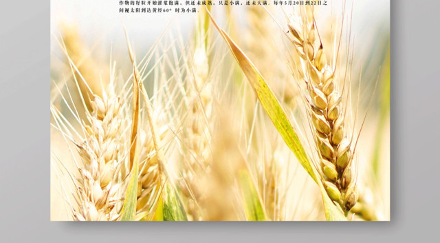 创意简约二十四节气之小满节日海报