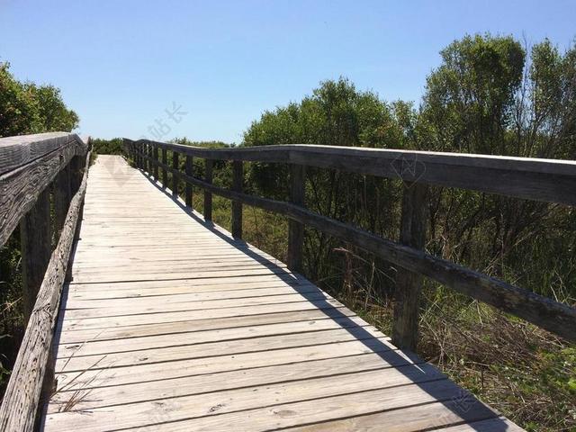 木桥 木材 路径 夏天 径 走道 木 自然 行人路