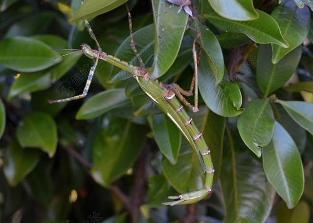 目 竹节虫 动物 BUG 甲虫，昆虫 腿 伪装 花园