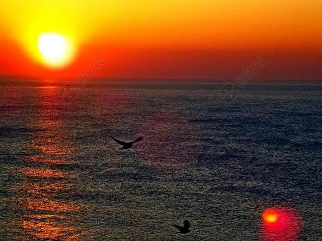 动物自然夕阳下的海面和老鹰背景图片