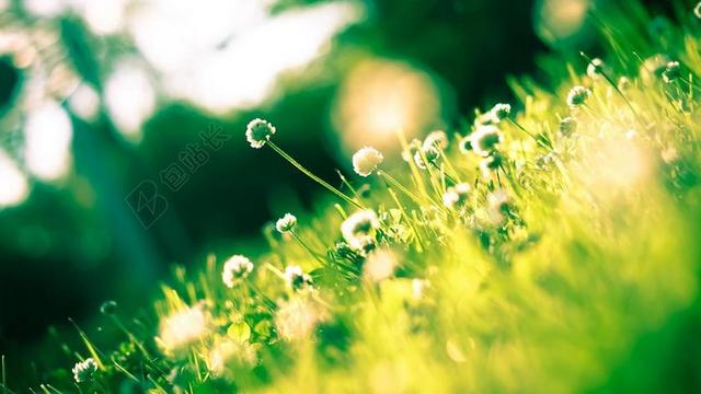 植物区系 鲜花 花园 特写 自然 春 野生花卉