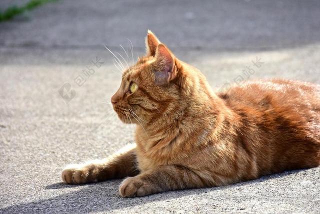 猫咪 动物医院 红色 动物 猫的肖像 GATTA 猫科动物