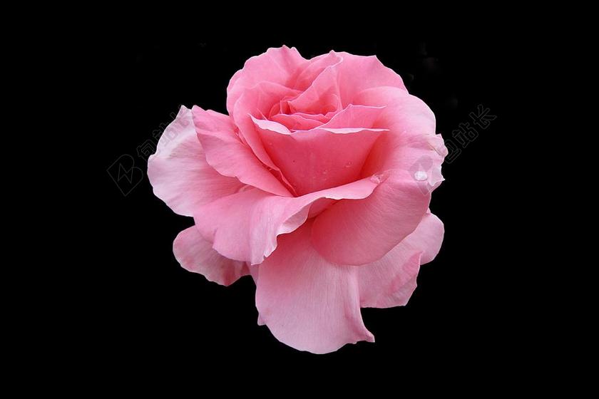 玫瑰园巴特基辛根 玫瑰城巴特基辛根 丰花 关闭 玫瑰绽放