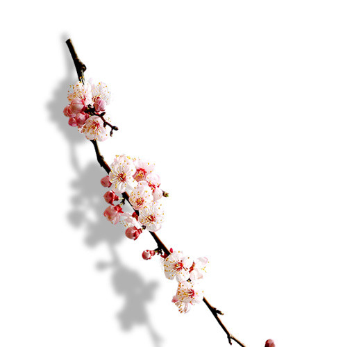 实拍简约梅花枝丫白梅素材
