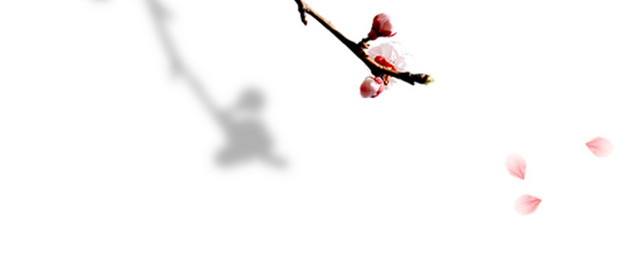 雅致实拍梅花盛开背景素材