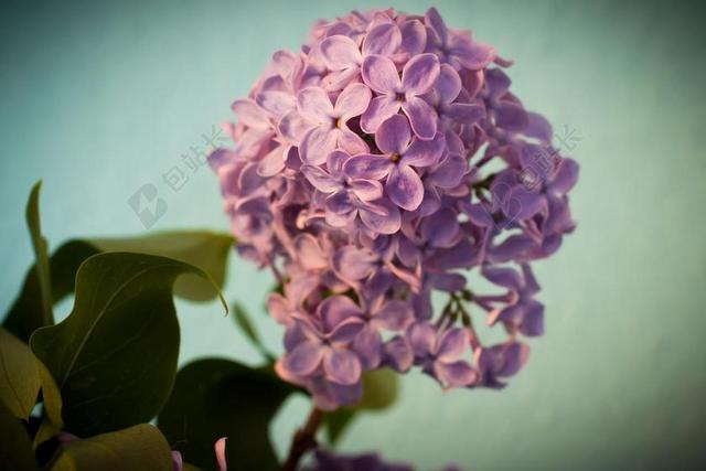 紫色植物鲜花丁香花小花球可爱特写背景图片