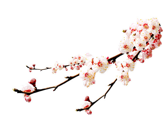 实拍白色梅花典雅中国风海棠花红梅背景素材