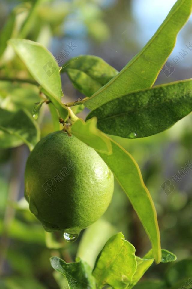 石灰 树 绿色 植物 成熟 新鲜 作物 农场 食品 自然