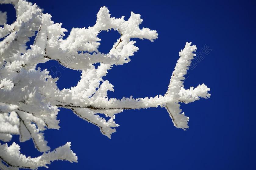 审美 分支机构 霜 冬天 冬天的图片 冬季摄影