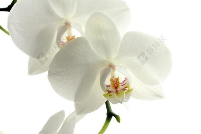 白色植物鲜花花卉兰花特写花瓣稀有花蕊特点背景图片